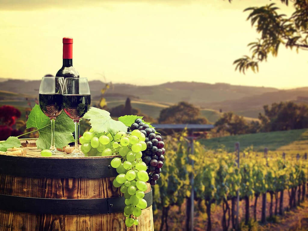 Vineyard Trip