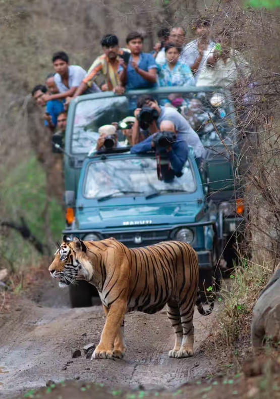 Ranthambore Mice Group Package (20-40 Pax)