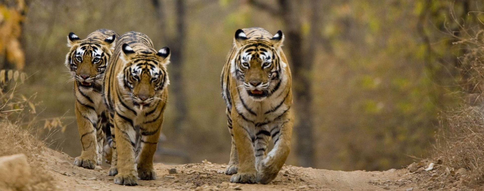 Ranthambore Mice Group Package (20-40 Pax)
