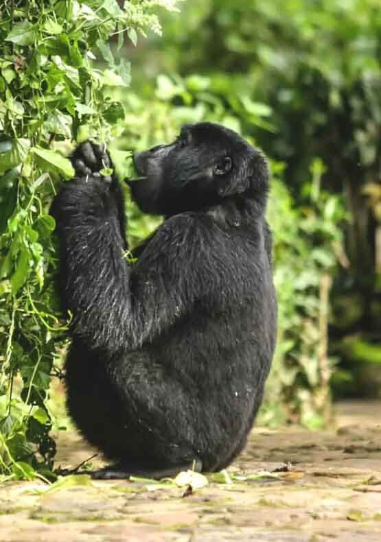 Uganda Gorilla Trekking Tour