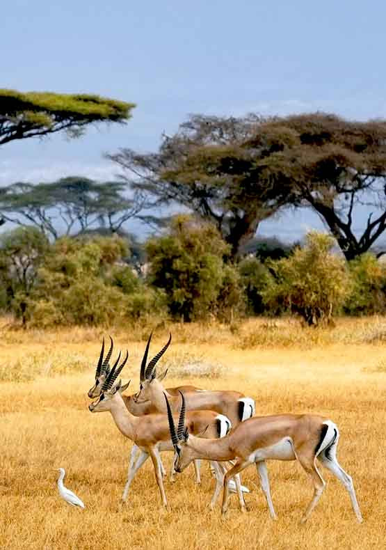 Tanzania 7 Days Safari
