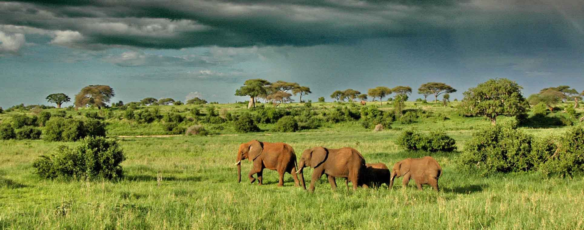 Tanzania Safari Tour 7 Days