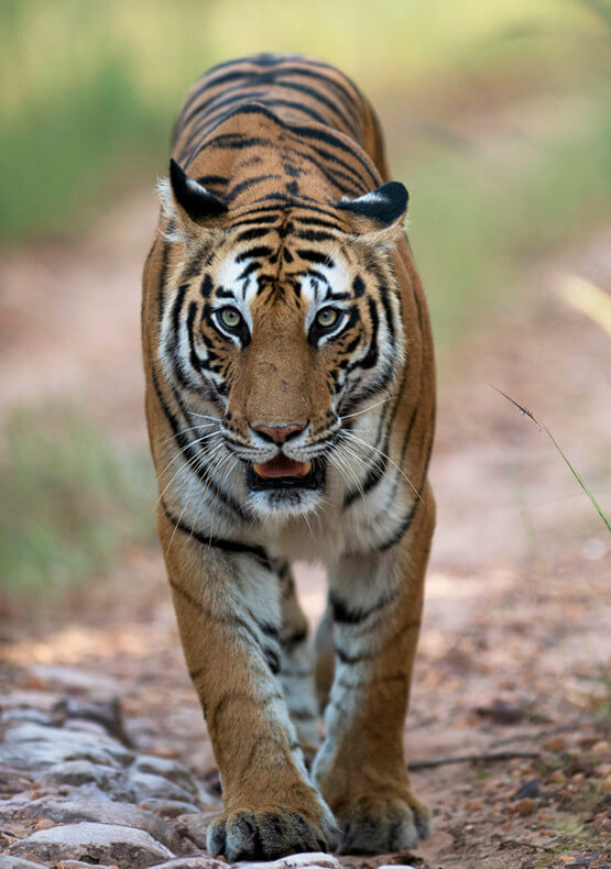 Bandhavgarh: Where Every Tiger Has A Story To Tell!