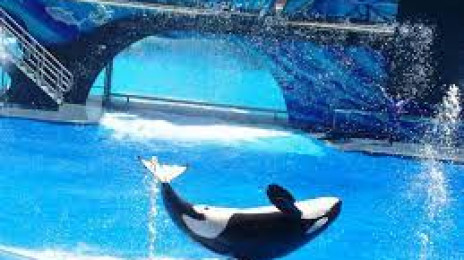 Sea World