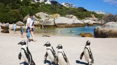 African Penguin and Seabird Sanctuary - Gansbaai