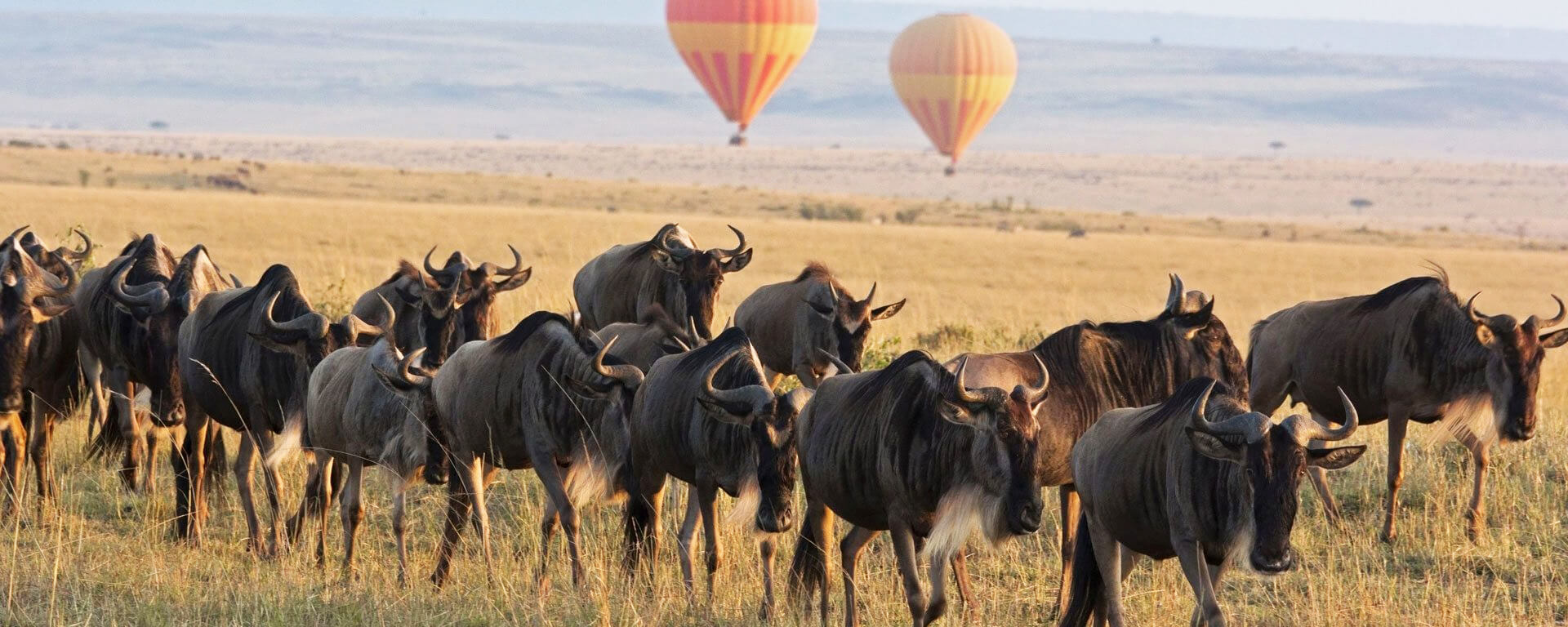 Serengeti Tour Packages
