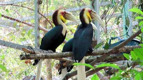 Angkor Center for Conservation of Biodiversity (ACCB)