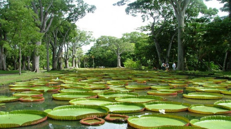 Sir Seewoosagur Ramgoolam Botanical Garden