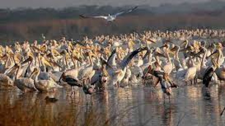 Khijadiya Bird Sanctuary