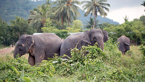 Phang Nga Elephant Park