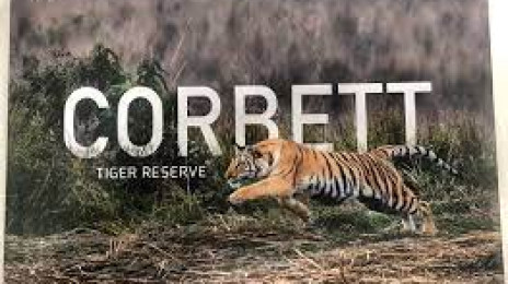 Corbet Tiger Reserve India