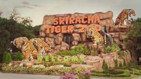 Sriracha Tiger Zoo